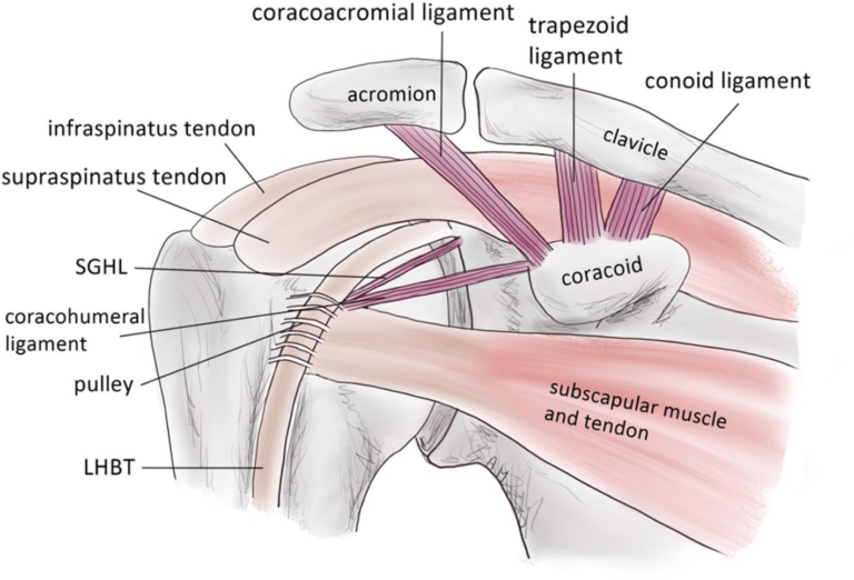 Anatomy Of The Shoulder Pdf - Printable Worksheets