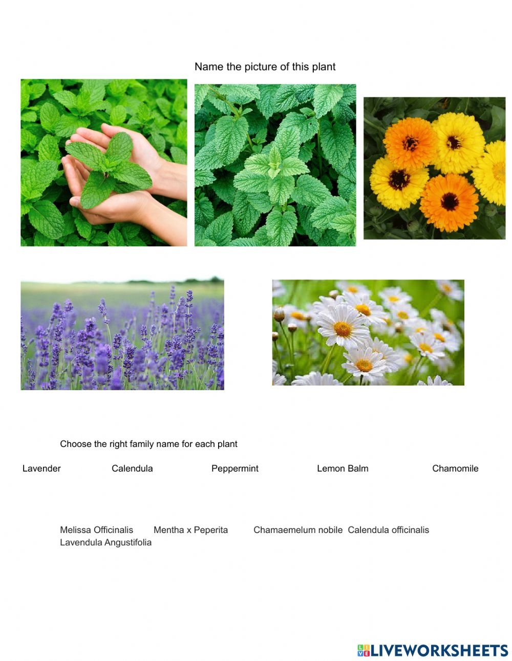 Plant Identification Worksheet