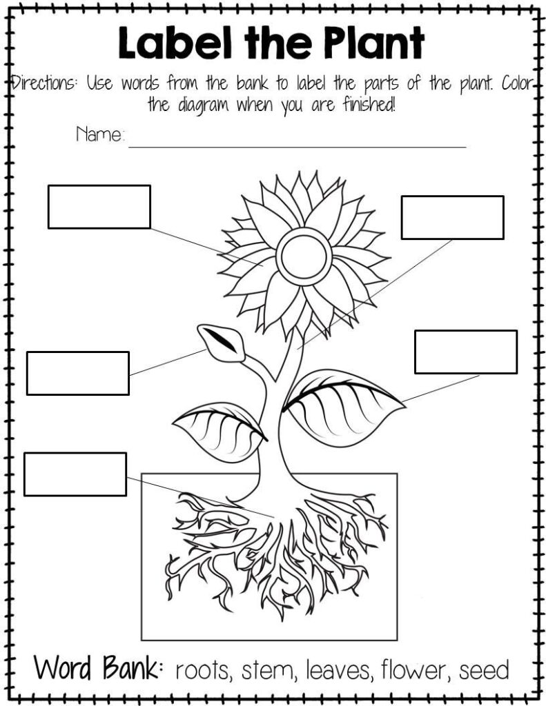 Plant Labeling Worksheet Free Plants Worksheets Plants Kindergarten Kindergarten Worksheets
