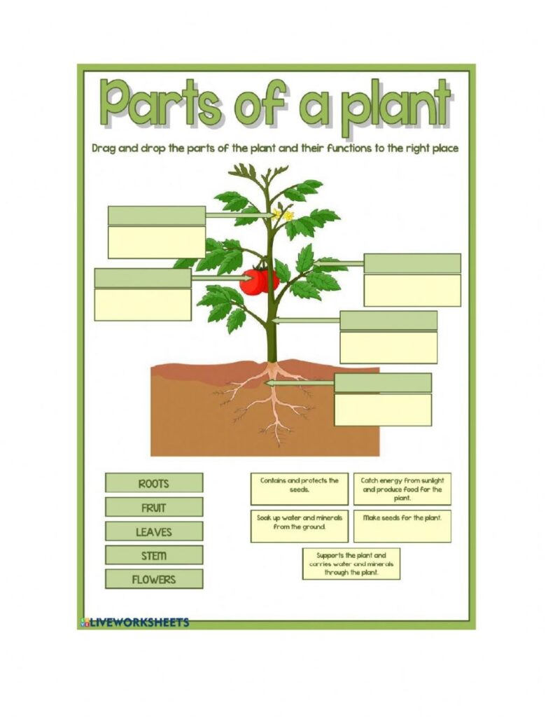 Plant Parts And Functions Worksheet