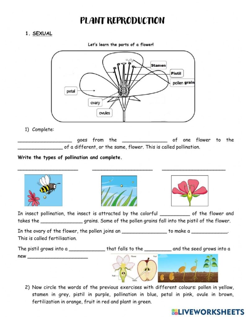 Plant Reproduction Online Worksheet