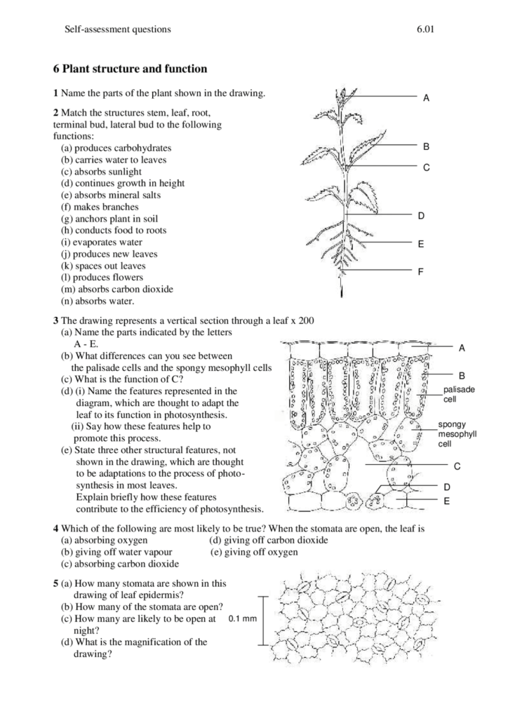 Plant Structure And Function Worksheet With Answer Key Exercises Plant Physiology Docsity