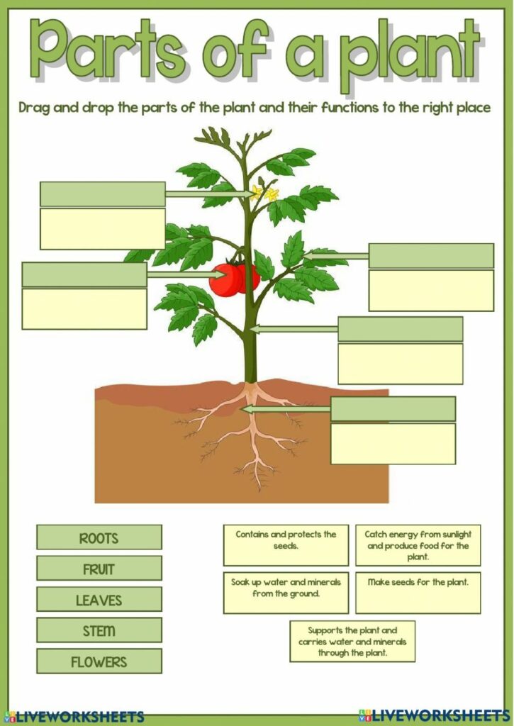 Plants Diagram Worksheet