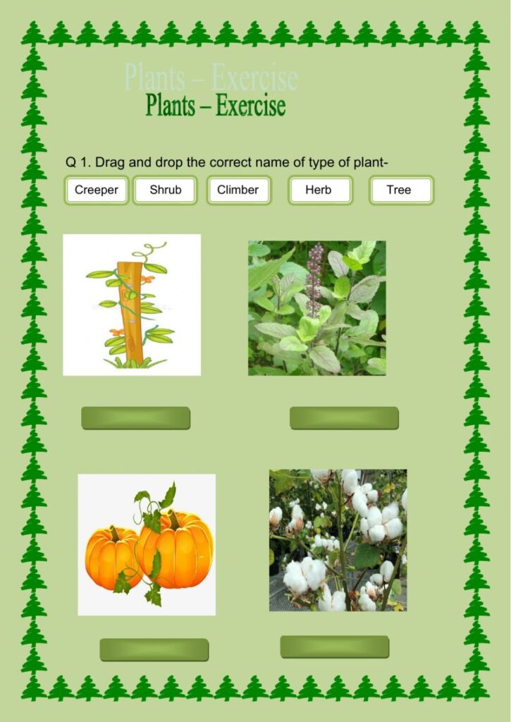 2nd Grade Science Plants Worksheets