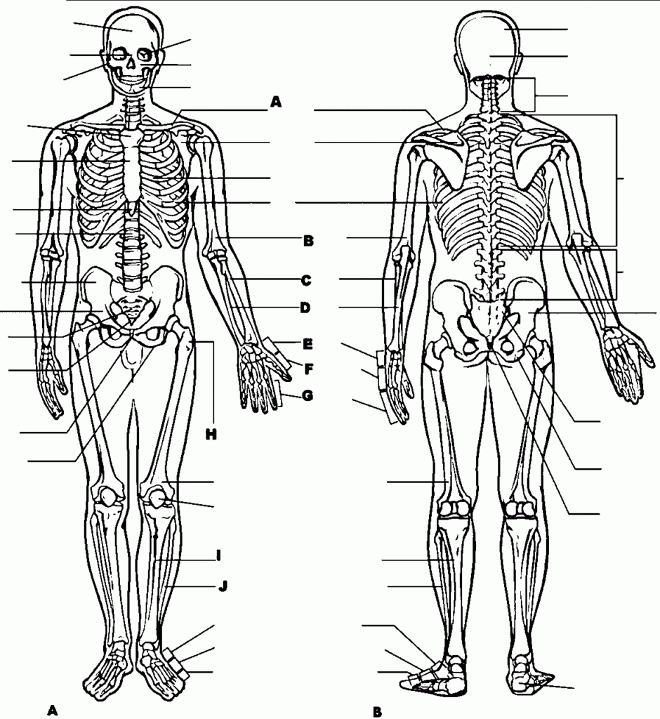 Printable Anatomy And Physiology Coloring Workbook Clip Art Library