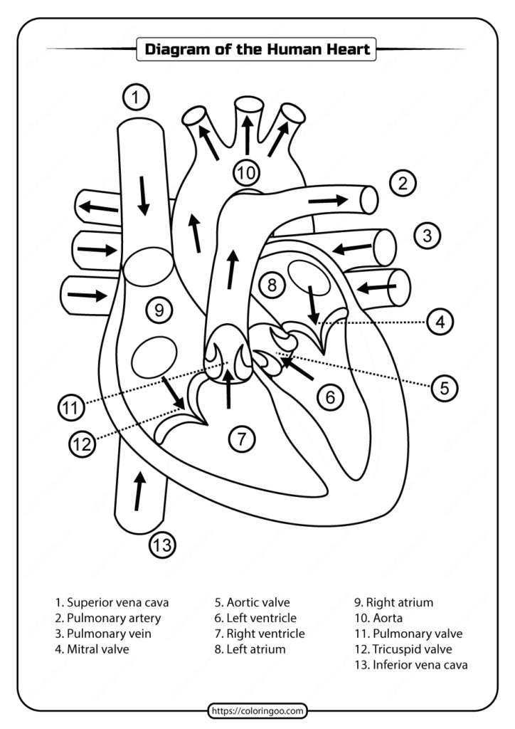 Printable Diagram Of The Human Heart Pdf Worksheet Medical School Inspiration Heart Diagram Medical School Essentials