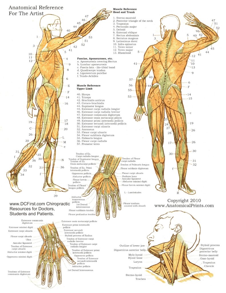 Free Printable Anatomy Diagrams