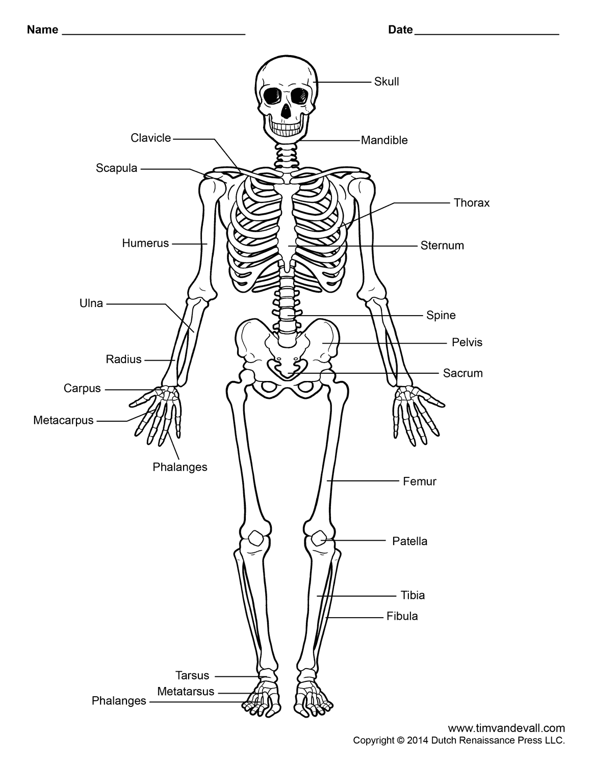 Printable Human Skeleton Diagram Labeled Unlabeled And Blank Human Skeleton Labeled Human Skeleton Model Human Skeleton