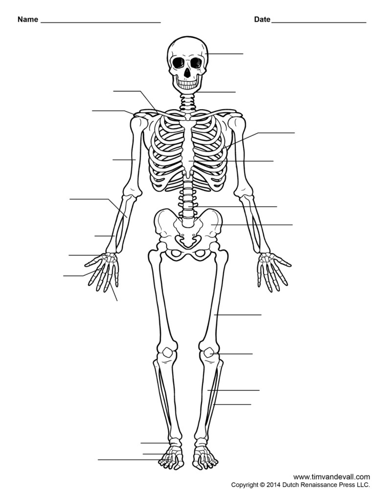 Skeletal Anatomy Worksheets