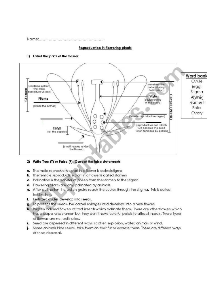 Flowering Plant Reproduction Worksheets