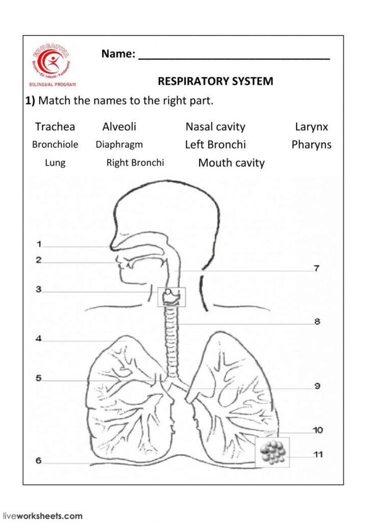 Respiratory System Interactive And Downloadable Worksheet You Can Do The Exercises Online Or Dow Human Respiratory System Respiratory System 7th Grade Science