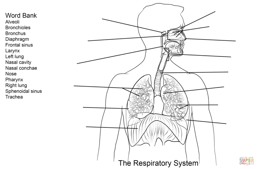 Respiratory System Worksheet Coloring Page Free Printable Coloring Pages