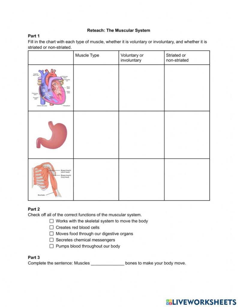 Human Body Systems Chart Worksheets