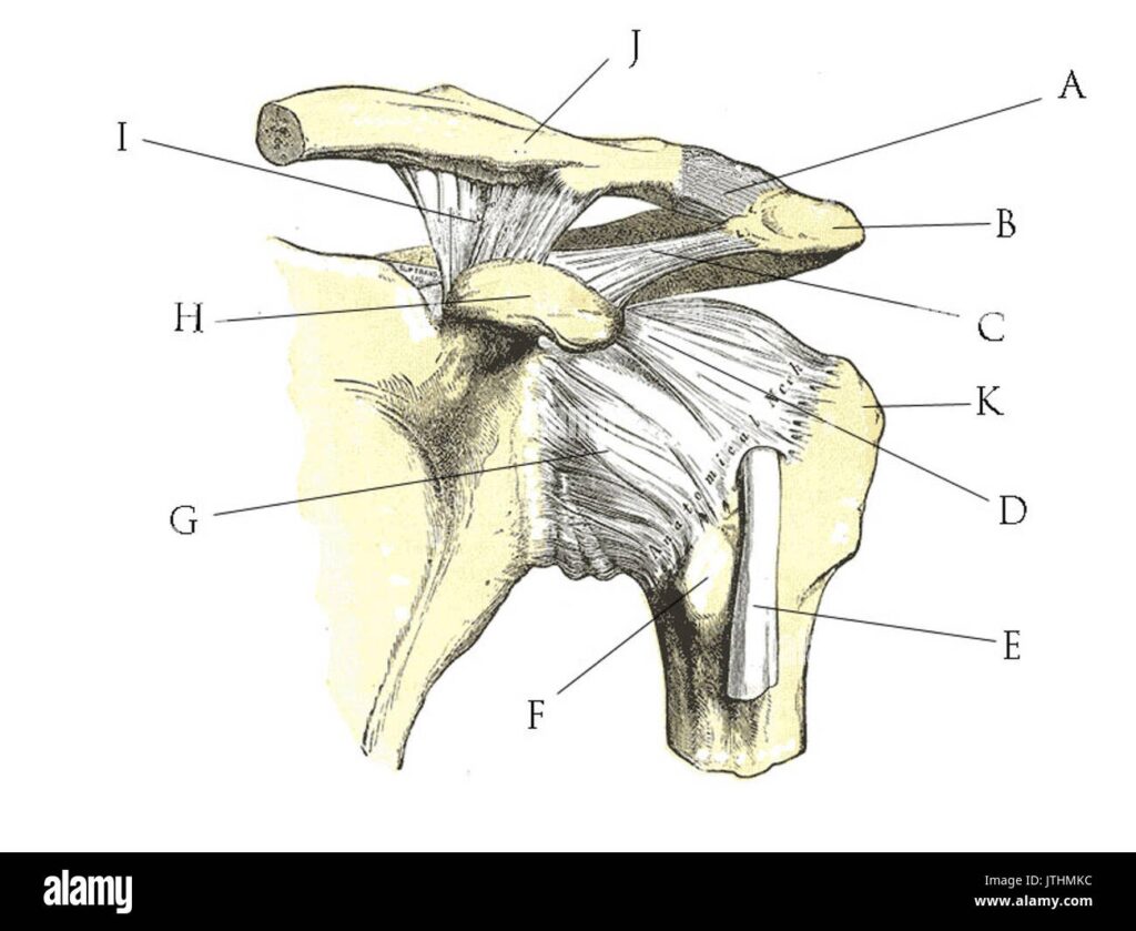 Shoulder Joint Anatomy Quiz Stock Photo Alamy