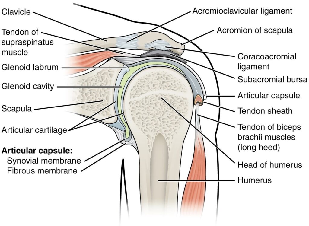 Shoulder Joint Bones Ligaments Muscles Geeky Medics