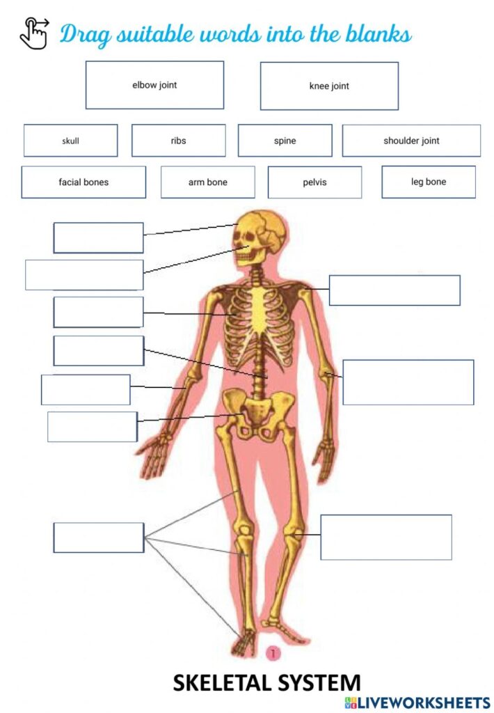 Skeletal System Free Online Exercise