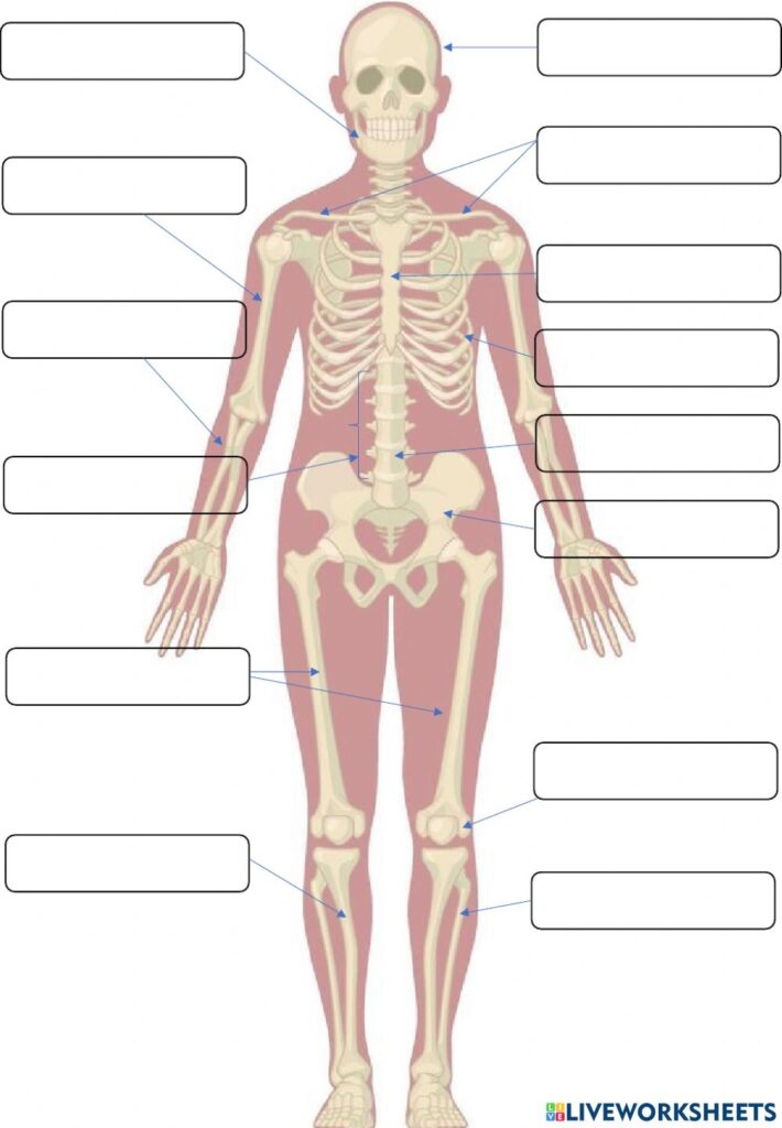Anatomy Bone Labeling Worksheets