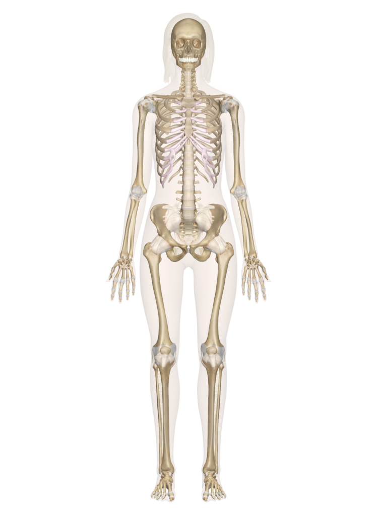 Picture Of Human Skeleton Anatomy