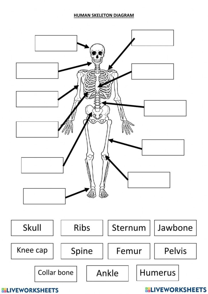 Skeletal System Diagram Worksheets Pdf