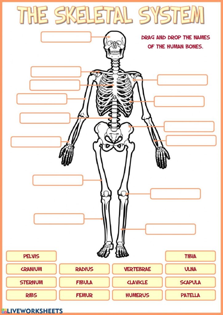 Human Bones Worksheets