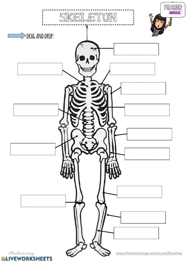 Human Anatomy Bones Worksheets