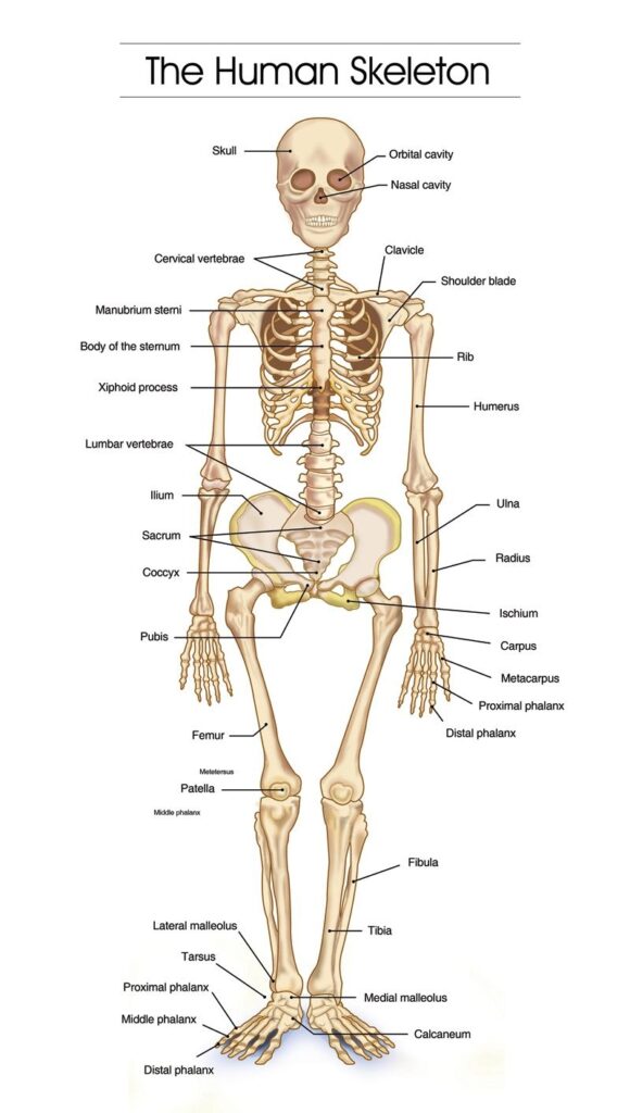Skeleton Figure 2 Human Skeleton Human Bones Anatomy Human Skeleton Anatomy Human Body Anatomy