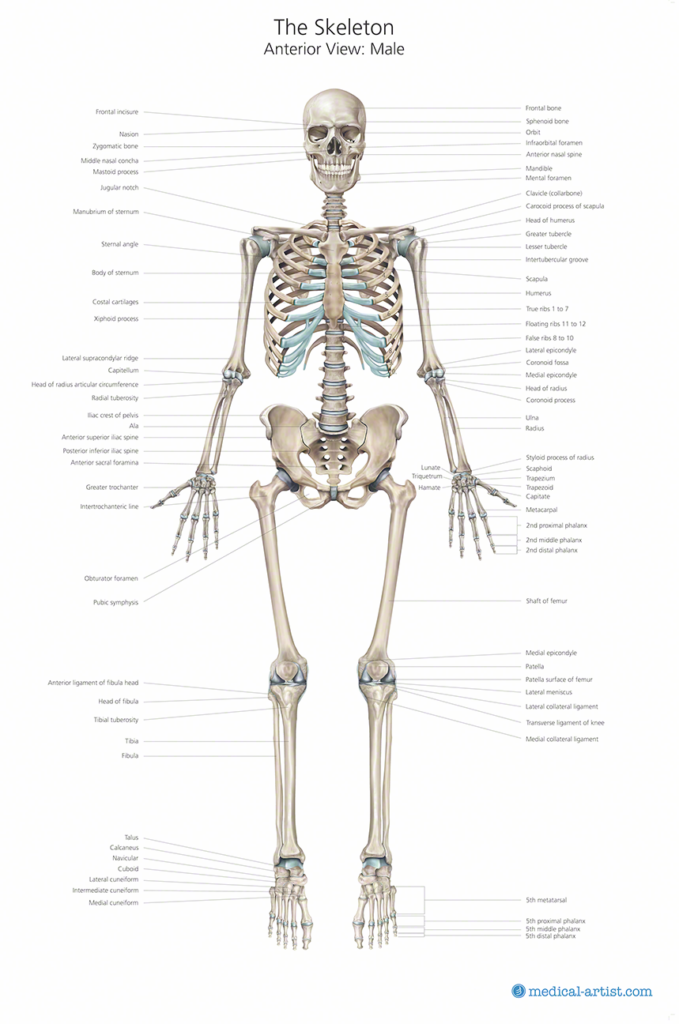 Full Body Skeleton Anatomy Labeling