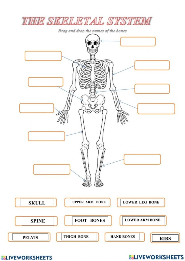 Skeletal System Diagram Worksheets Pdf - Printable Worksheets