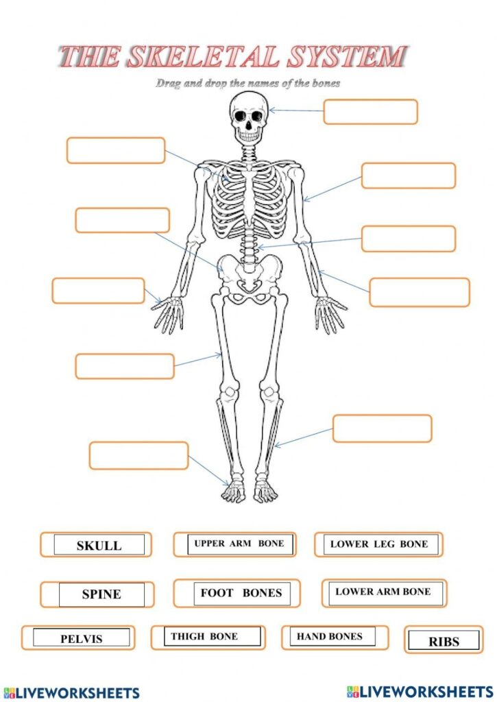 Human Skeleton Worksheets Pdf