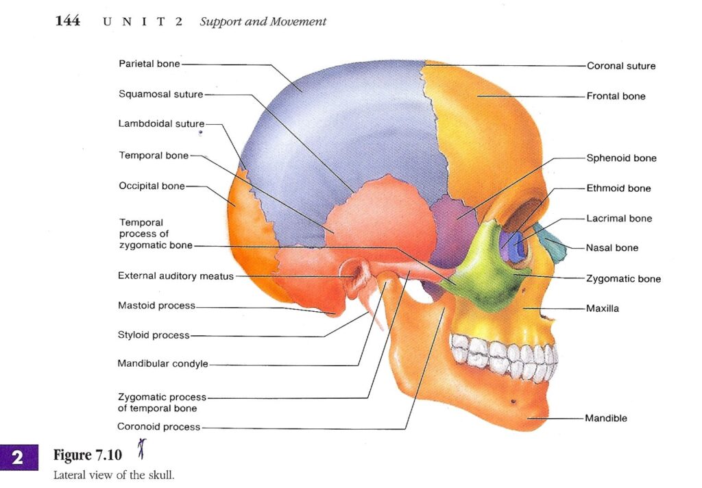 Skull Labeled Human Anatomy Drawing Skull Labeled Anatomy Drawing
