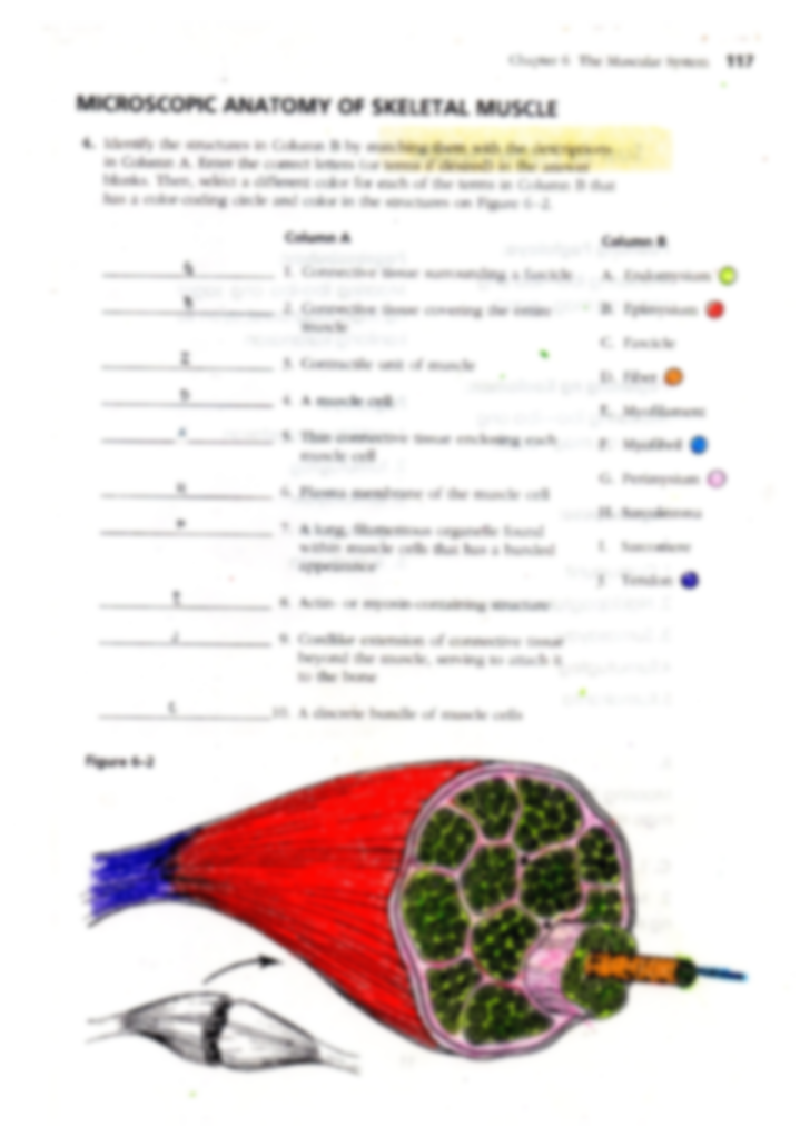 Microscopic Anatomy Of Skeletal Muscle Worksheets Chapter 6 Answers