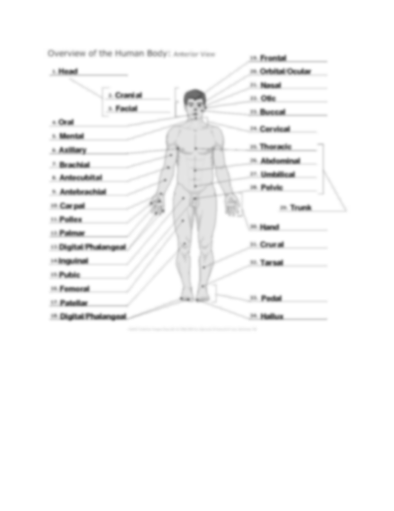 Directional Terms Worksheets Anatomy And Physiology Answers