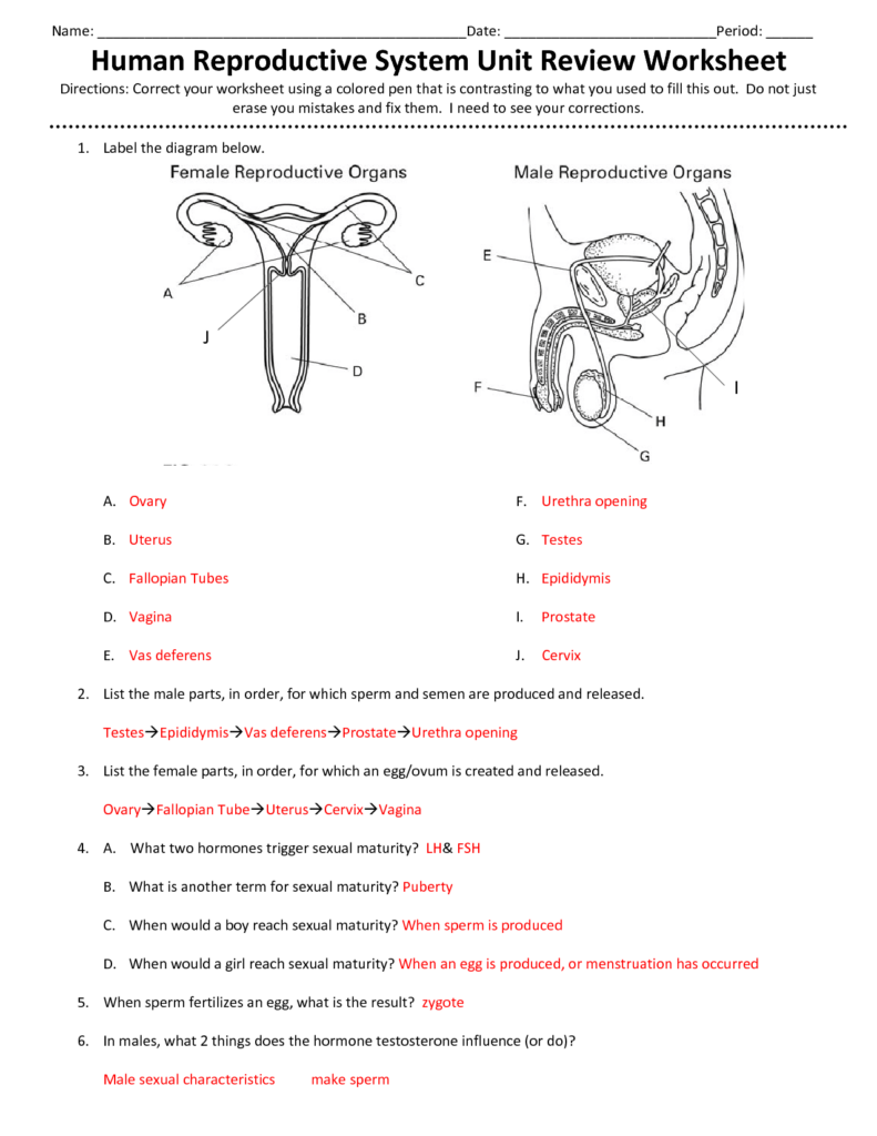 Anatomy And Physiology Reproductive System Worksheets Answer Key