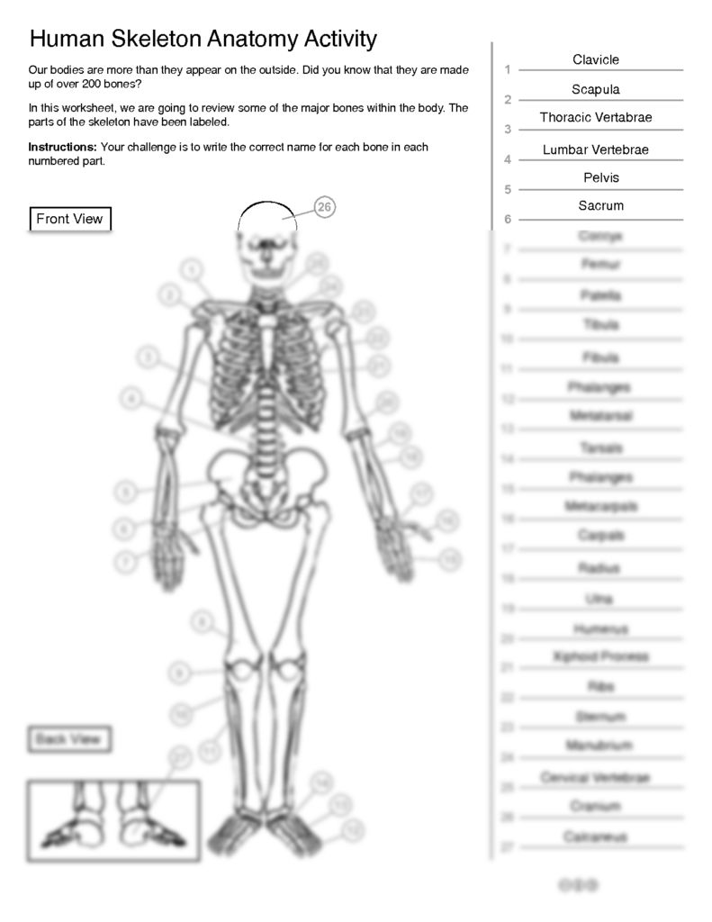 SOLUTION Human Skeleton Anatomy Diagram With Labelings Worksheet Studypool