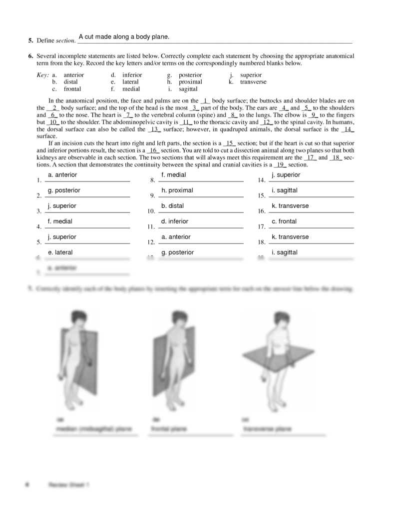 The Language Of Anatomy Worksheets