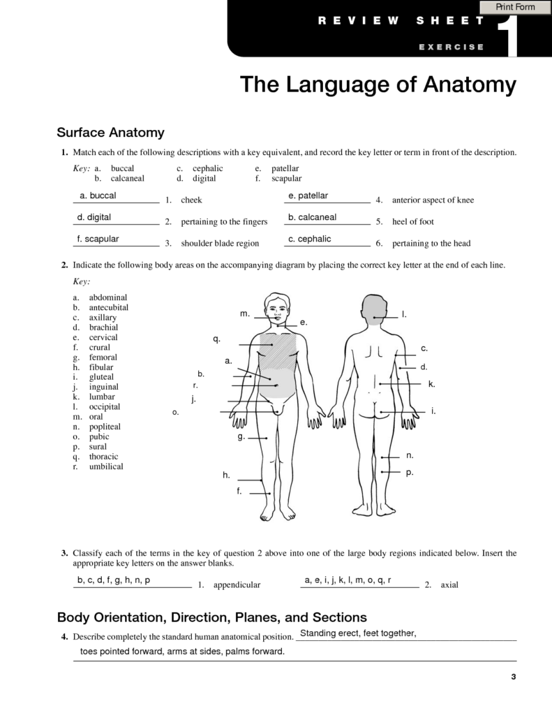 SOLUTION The Language Of Anatomy Worksheet Studypool