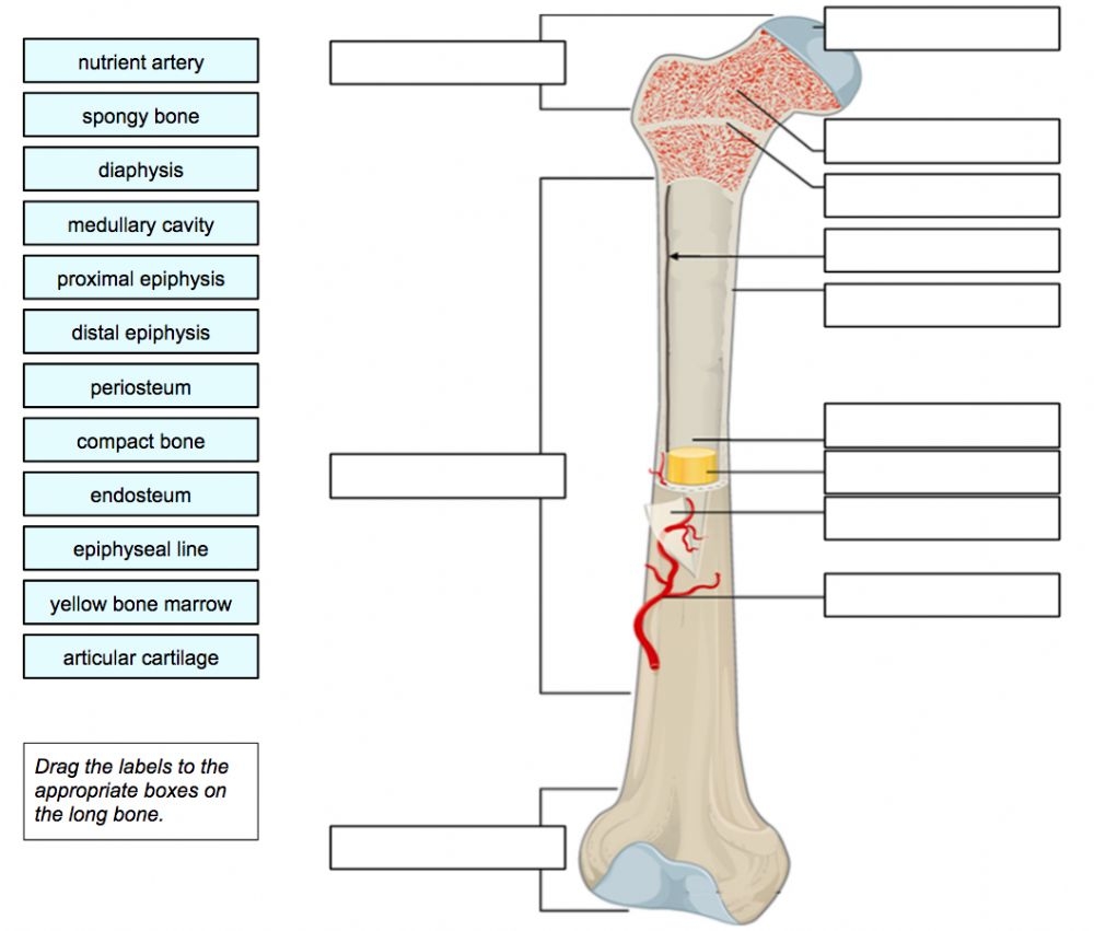 Bone Anatomy Worksheets Answers