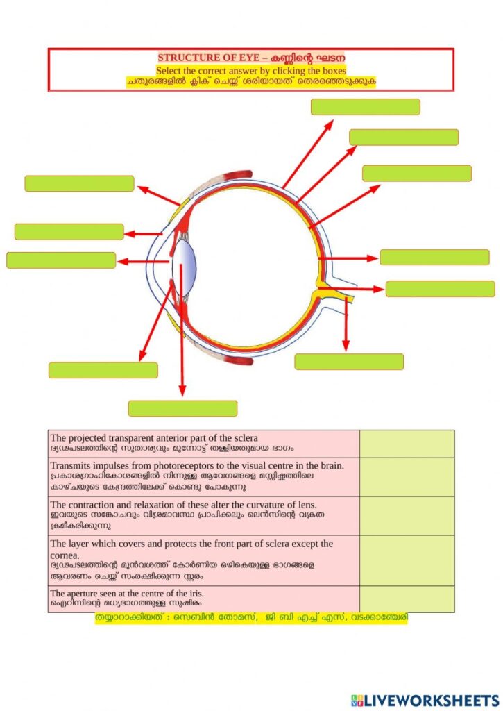 Structure Of The Eye Worksheets