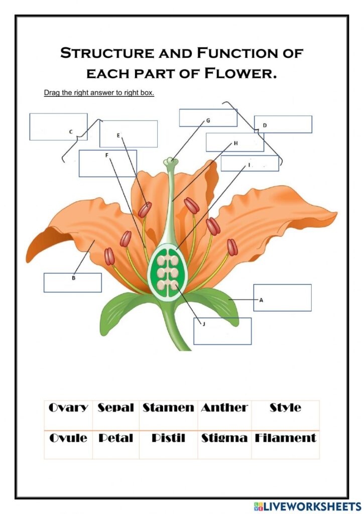 Flower Structure Worksheets Answers