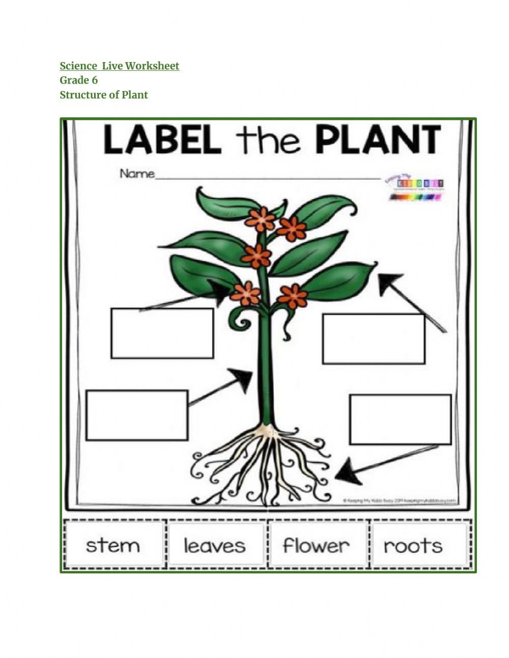 Structure Of Plants Worksheet