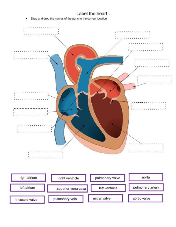 Anatomy Of The Heart Worksheets Answers Printable Worksheets