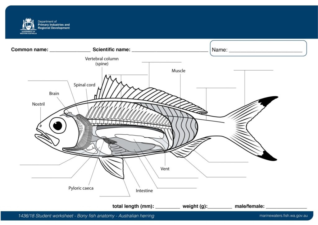 Student Worksheet Bony Fish Anatomy Australian Herring Department Of Primary Industries And Regional Development