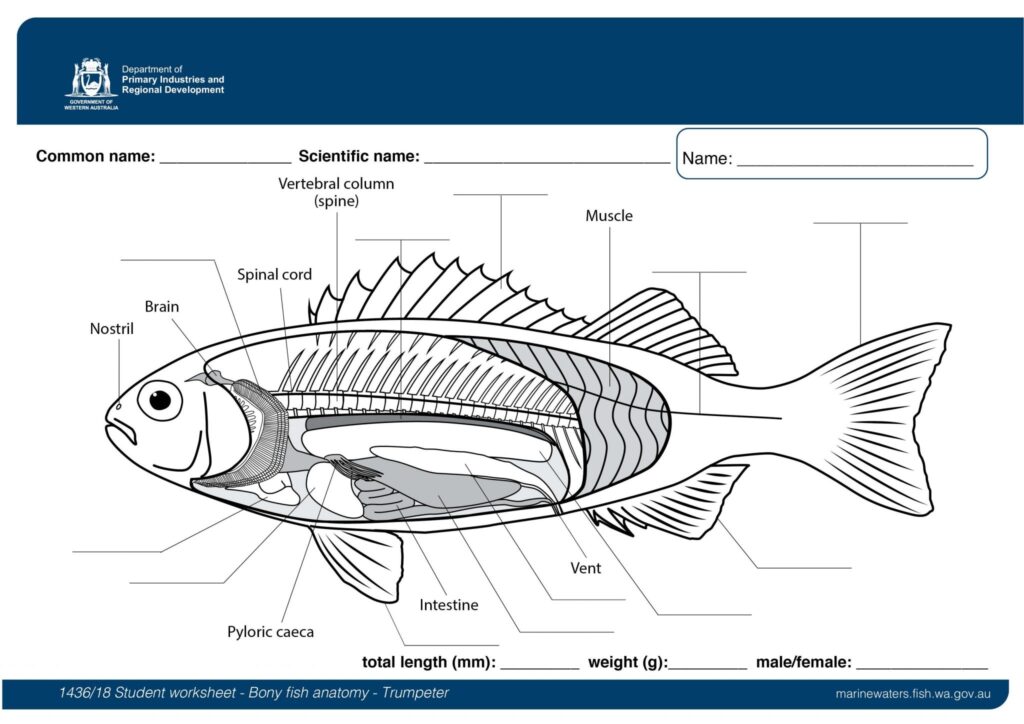 Anatomy Of A Fish Worksheets