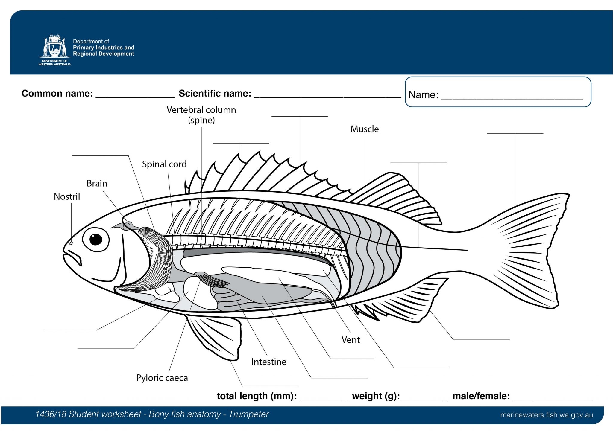 Student Worksheet Bony Fish Anatomy Trumpeter Department Of Primary Industries And Regional Development