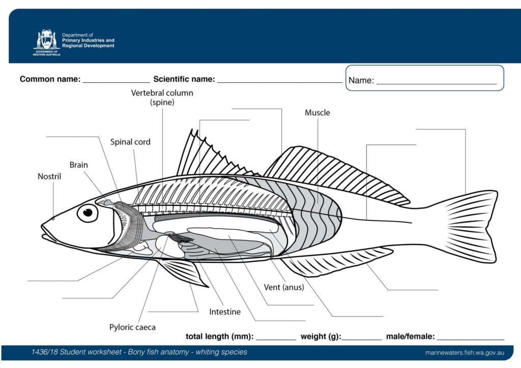 Student Worksheet Bony Fish Anatomy Whiting Species Department Of Primary Industries And Regional Development