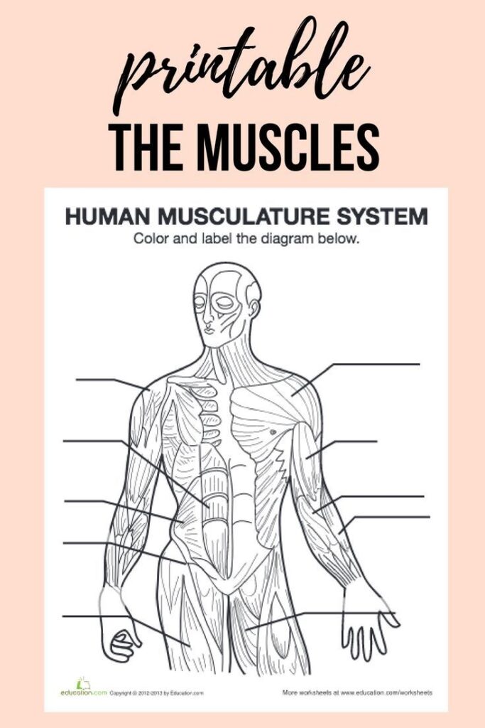 Studying The Human Body Get To Know Your Body Inside And Out With This FREE Printable Muscle Diagram Muscle Diagram Fun Anatomy Human Anatomy And Physiology