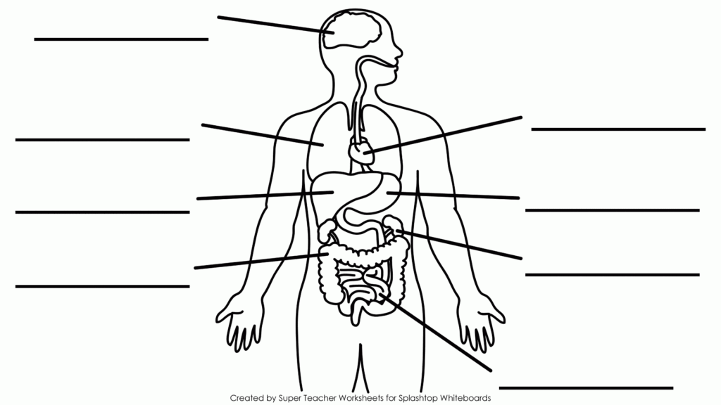 Blank Human Body Diagram Printable