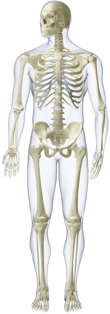 Take The Skeleton And Bone Quiz Quiz Human Body Lessons DK Find Out 