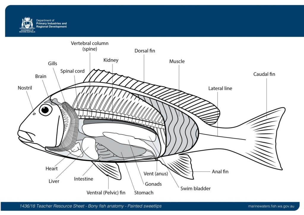 Fish Anatomy Worksheets Answer Key