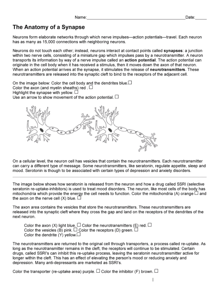 the-anatomy-of-a-synapse-worksheets-answers-printable-worksheets